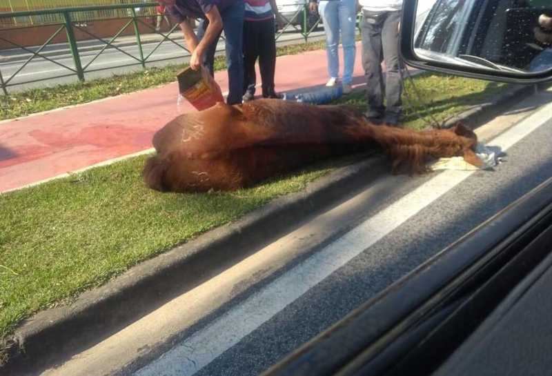 Égua que desmaiou após maus-tratos é sacrificada em Sorocaba, SP