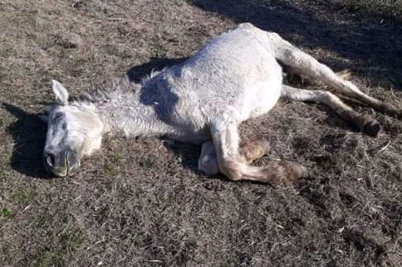 Morreu o cavalo que foi socorrido em situação de maus-tratos em Canguçu, RS