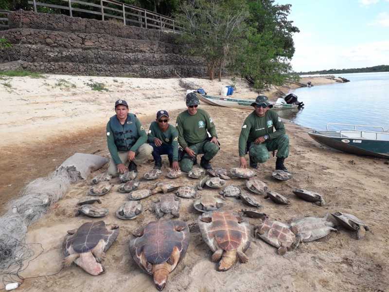 Mais de 30 tartarugas são encontradas em esconderijos de acampamento; vídeo