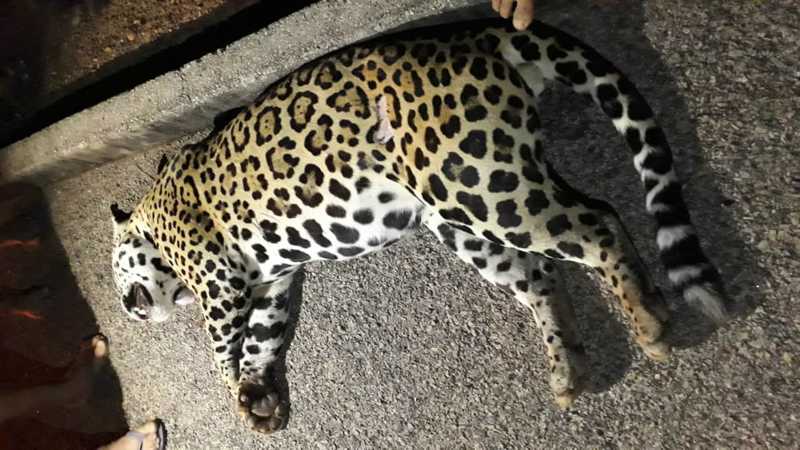 Onça-pintada morre após ser atropelada por carro no sul de Tocantins