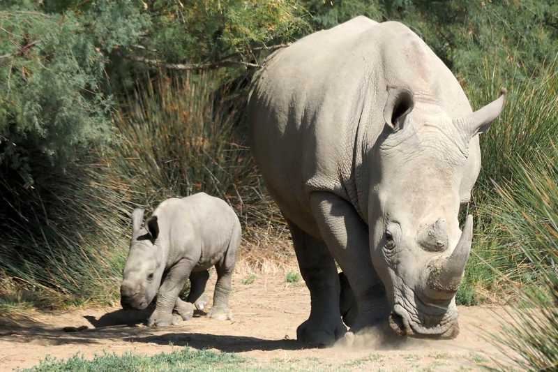 Vietnã apreende 125 kg de chifres de rinoceronte