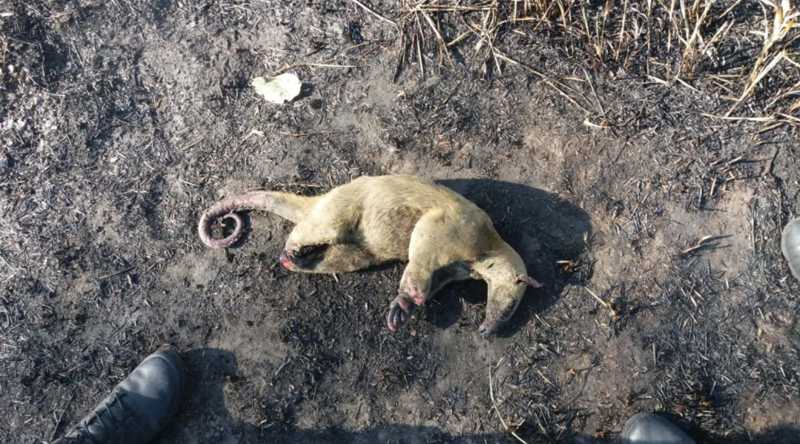 Animais selvagens são mortos durante queimada em mata do interior do Acre