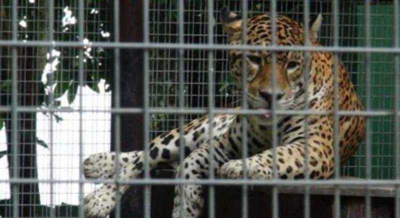 Tropical Hotel encerra atividades e animais do zoológico serão transferidos