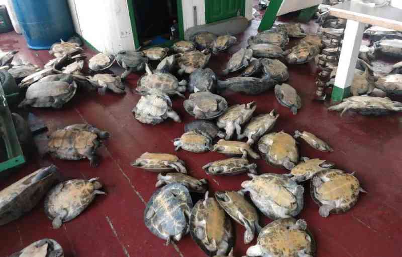 Operação ambiental apreende tartarugas e mais de 2 mil ovos em barco no Amazonas