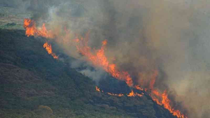 Biólogo descreve a Amazônia em chamas: ‘Animais carbonizados e silêncio no lugar do verde’