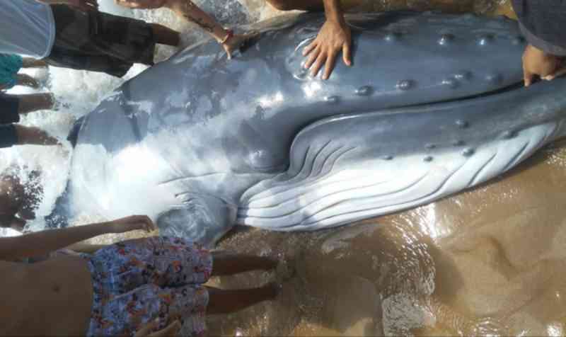 Banhistas tentam salvar filhote de baleia encalhado na praia de Taipu de Fora, em Maraú, BA