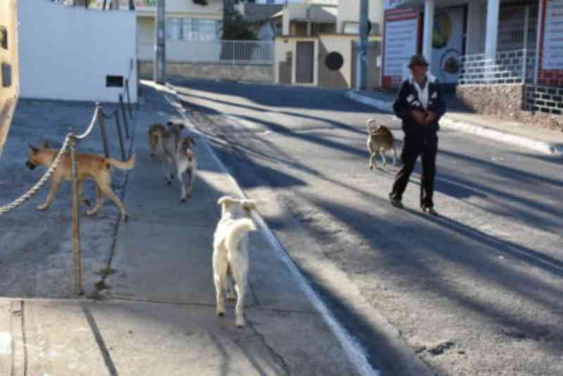 Situação Complicada: mais de 1 mil animais abandonados vivem nas ruas de Vitória da Conquista, BA