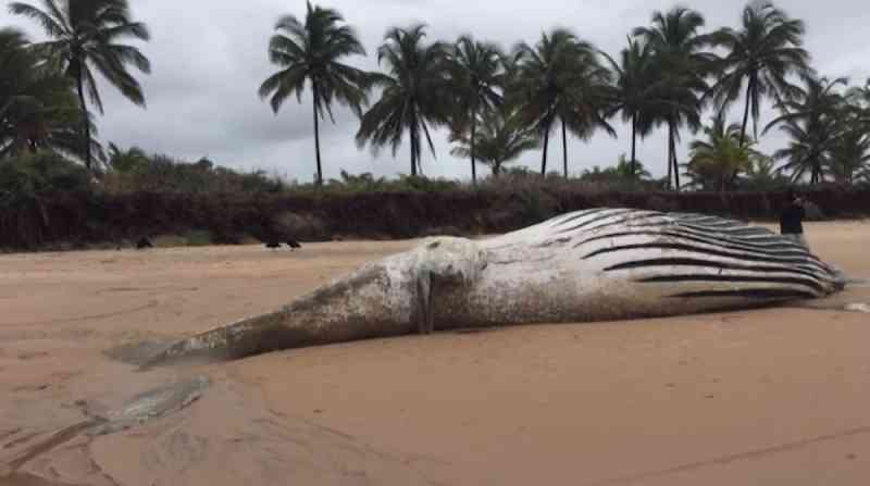 Baleia de 12 metros e filhote são encontradas mortas em praia no baixo sul da Bahia