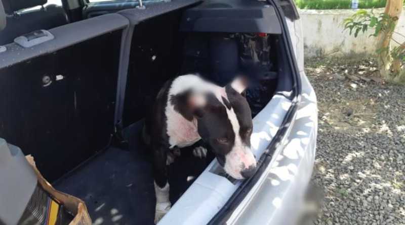 Pit bull em situação de maus-tratos é resgatado de porta-malas em Feira de Santana, BA