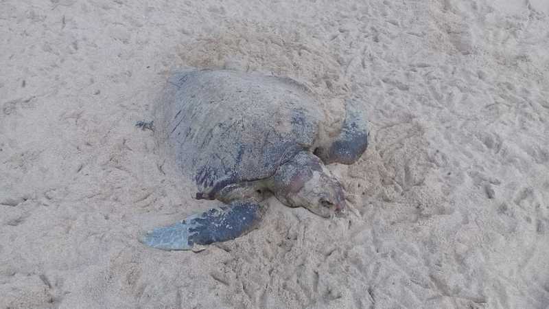 Dez tartarugas são encontradas mortas em praias de Salvador; VÍDEO
