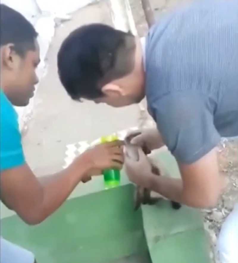 Trio grava vídeo colocando bebida alcoólica na boca de um gato no Crato, CE