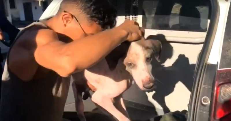Homem sequestra cão de abrigo que doa animais em Fortaleza e é preso