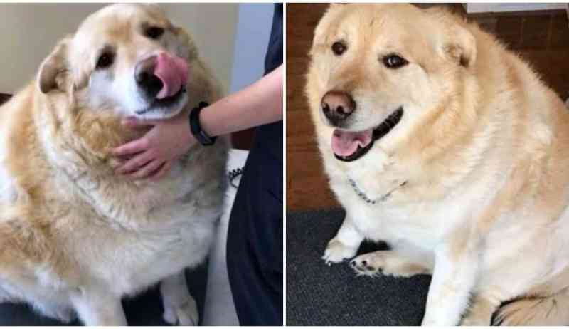 Veterinário salva cão obeso de sacrifício sugerido pelo próprio tutor