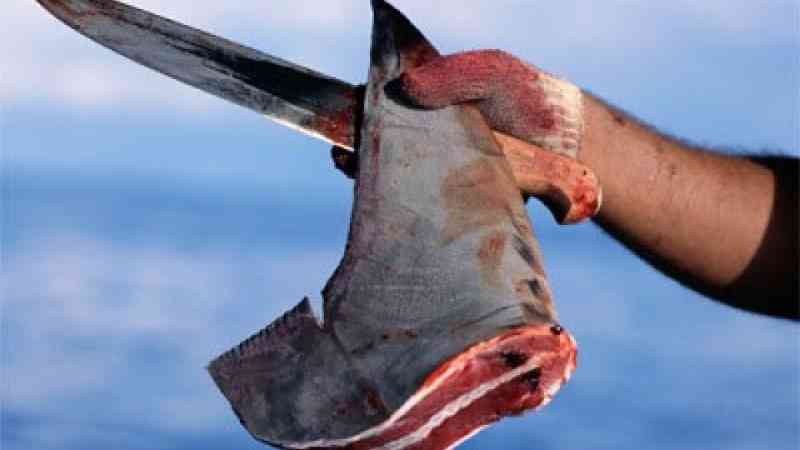 Savannah lidera EUA em exportações polêmicas de barbatana de tubarão; proposta de legislação proibiria o comércio