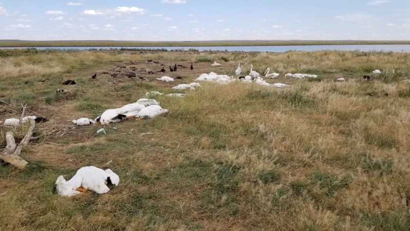 Mais de 11 mil pássaros são encontrados mortos nos EUA após tempestade de granizo