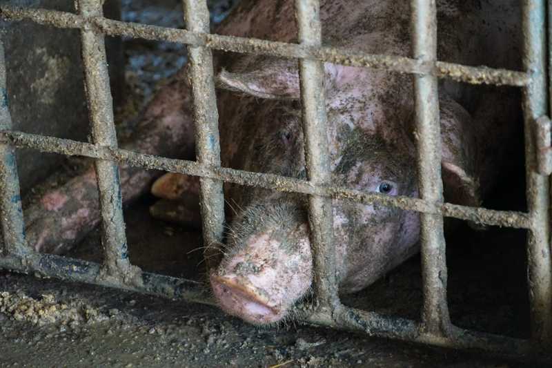 Após anos de investigações, comércio e organizações de padrões alimentares cortam laços com fazenda cruel de porcos