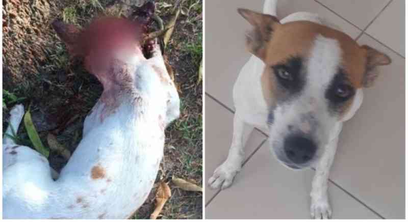 Suspeito de esfaquear cadela em São Luís (MA) se apresenta e nega crime