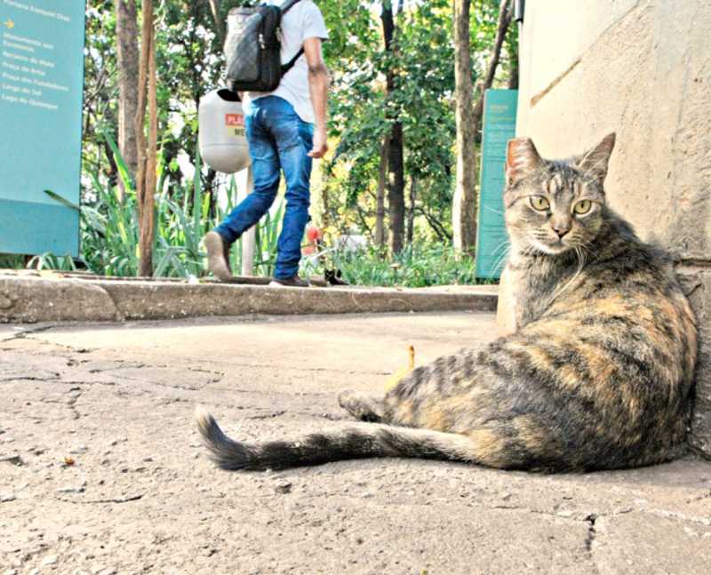 Gatos são encontrados mortos no Parque Municipal de Belo Horizonte com sinais de violência