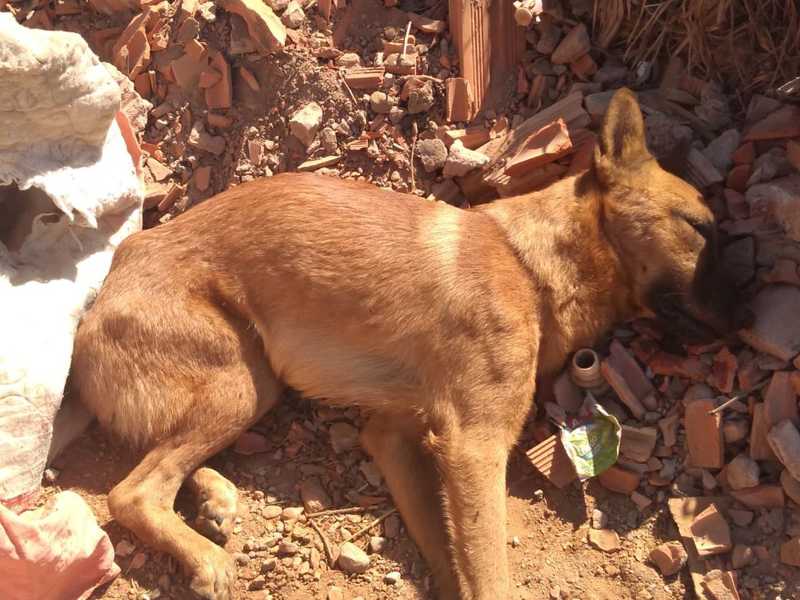 Protetores de Montes Claros (MG) fazem campanha para levar cachorro resgatado com lesões graves para BH