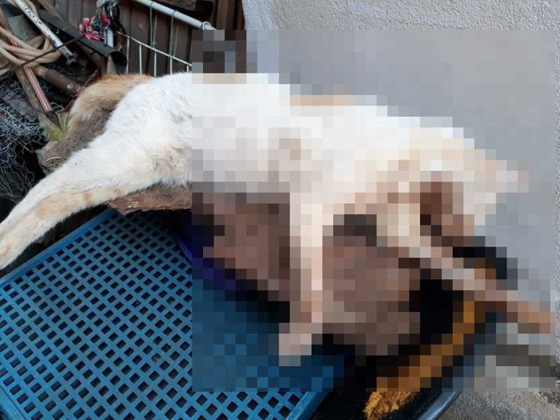 Gatos são encontrados envenenados por chumbinho em Piumhi, MG