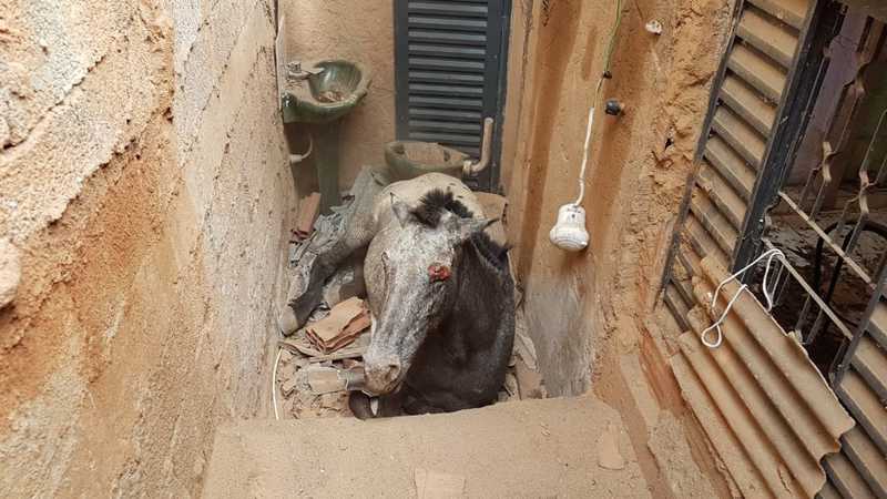 Égua cai de barranco, quebra telhado e fica presa dentro de casa em Timóteo, MG