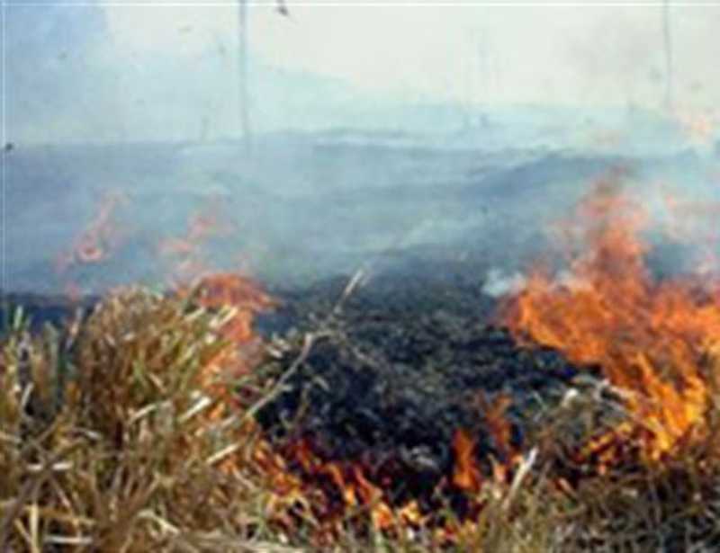 Jacarés mortos são achados em queimadas no Pantanal, em MS