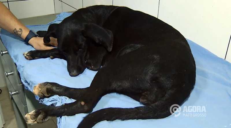 Cadela espancada e jogada no esgoto deve passar por cirurgia, em Rondonópolis, MT
