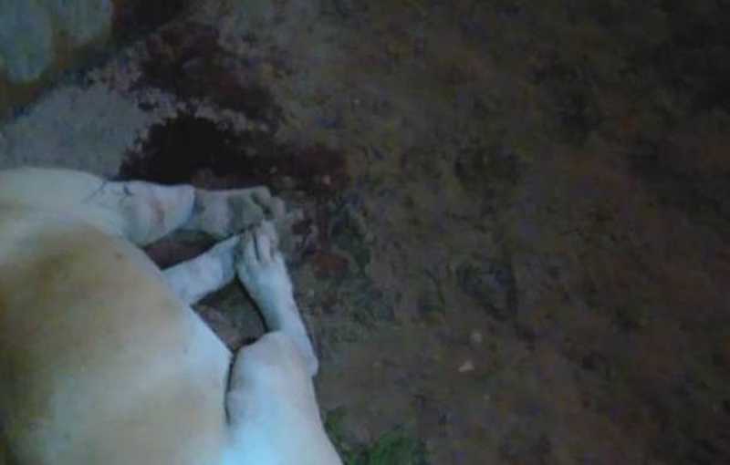 Irritado com latidos, policial militar mata cachorro a tiros em Belém (PA), dizem tutores