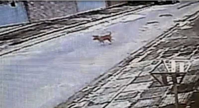 Crueldade: cães e gatos são envenenados na Imbiribeira, em Recife