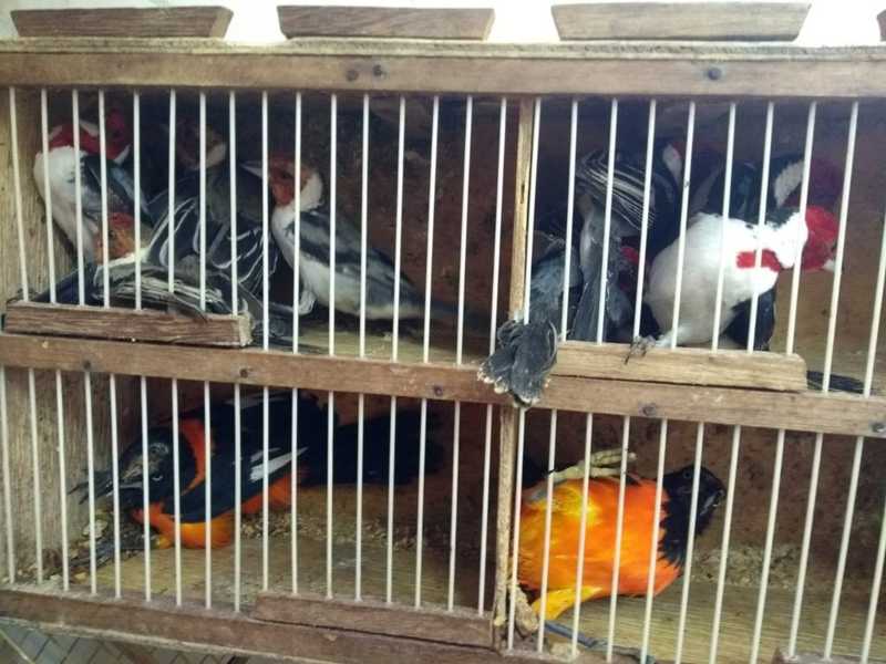 Pássaros silvestres são apreendidos durante operação Feira Livre em Salgueiro, PE
