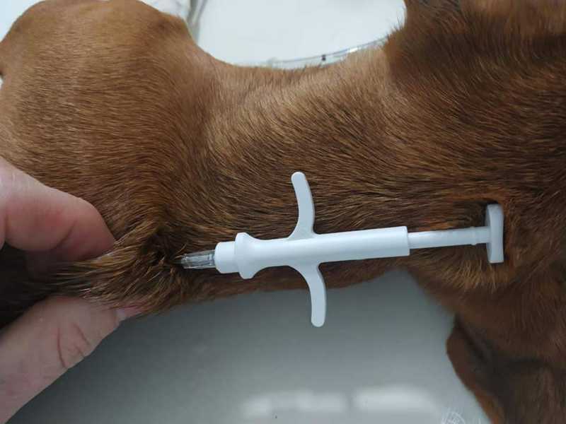 Cascavel (PR) dá início à 3ª fase do Programa de Castração, com microchipagem de felinos e caninos