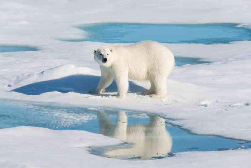Pessoas estão pagando para participar das caças organizadas a ursos polares