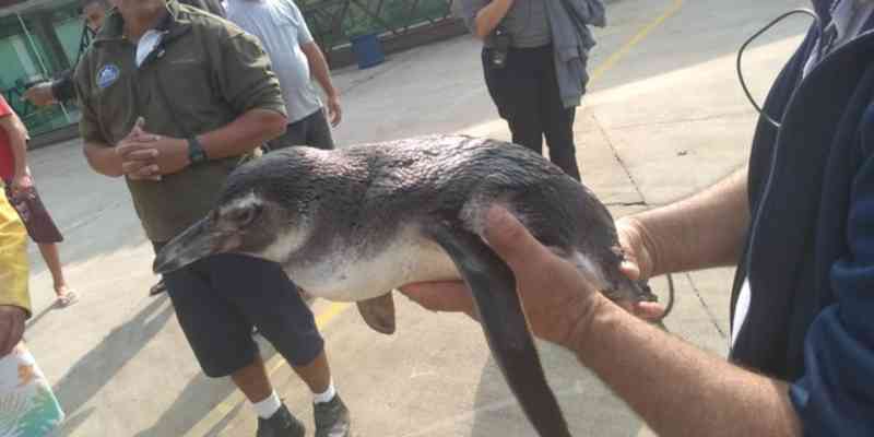 Animais marinhos resgatados passam por reabilitação e são devolvidos à natureza em Angra dos Reis, RJ