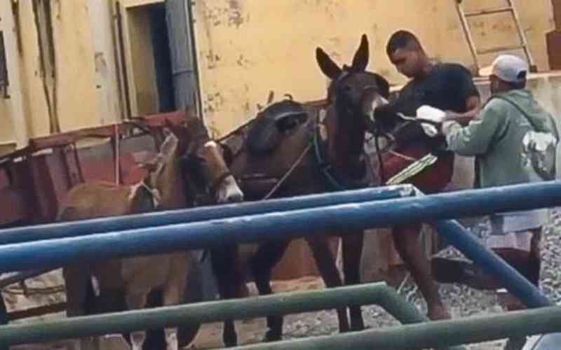 Vídeo com homem agredindo burros em carroça causa revolta em Campos, RJ