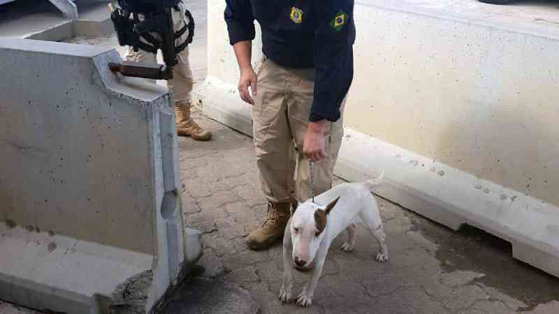 PRF resgata cachorro em situação de maus-tratos em São Gonçalo, RJ