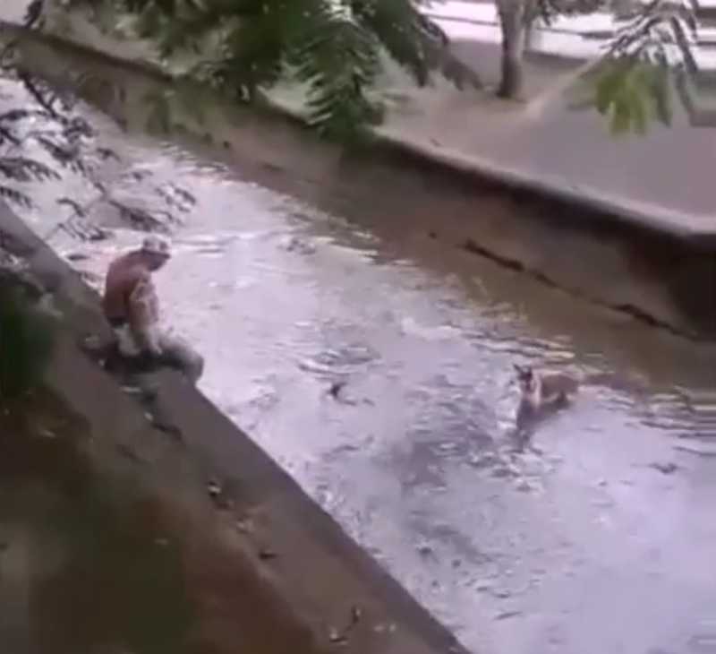 Guarda municipal resgata cachorro que caiu no Rio Maracanã; veja vídeo