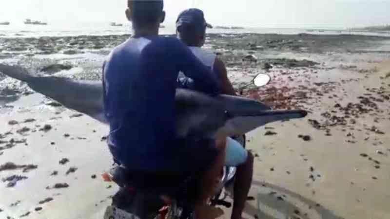 Ferido, golfinho é resgatado em garupa de moto e devolvido ao mar no RN; veja vídeo