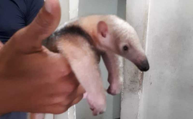 Polícia Ambiental resgata filhote de tamanduá em Natal, RN