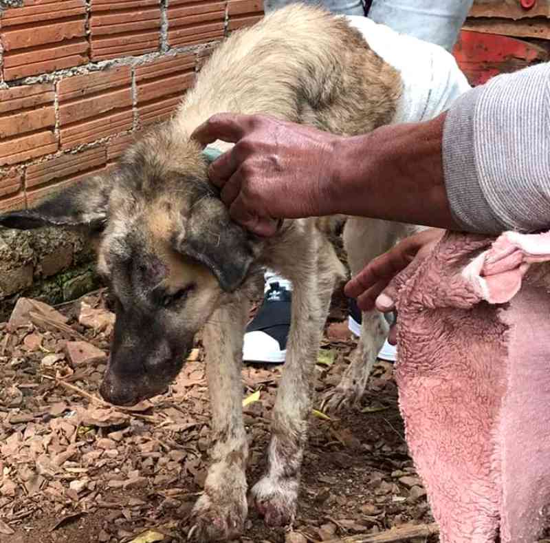 Homem é condenado por maus-tratos a cão em Gaurama, RS