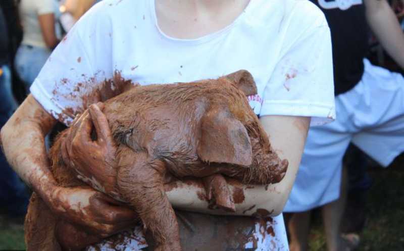 Justiça veta ‘pega do porco na lama’ no RS