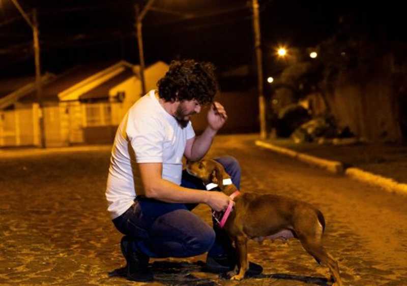 Para evitar atropelamentos, cães comunitários recebem coleiras refletivas em Canoas, RS