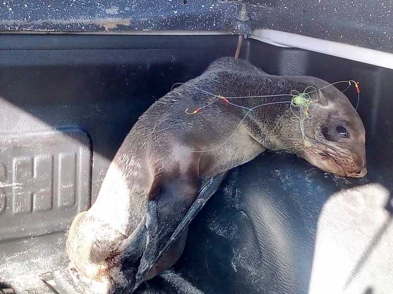 Lobo-marinho é encontrado ferido e enrolado em anzóis na beira da praia de Imbé, RS