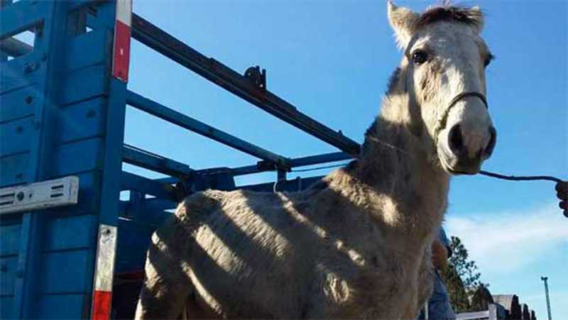 Prefeitura de Pelotas (RS) recolhe 11 cavalos maltratados e soltos em via pública