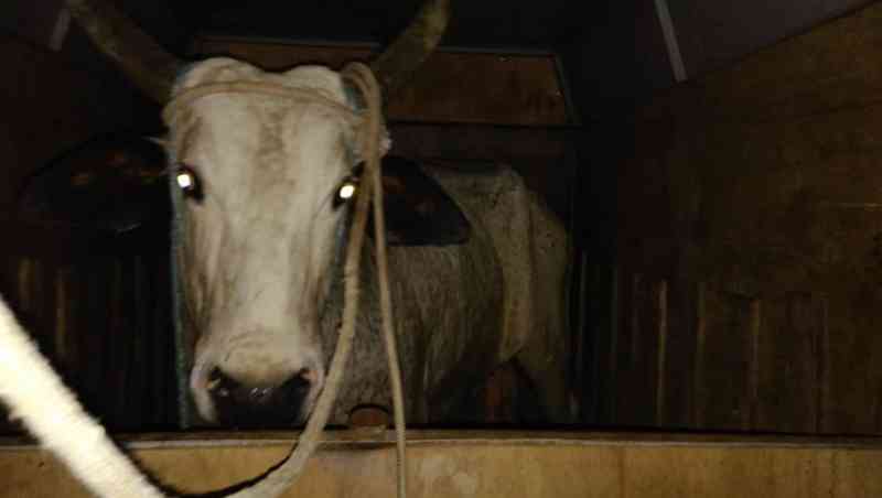 Animal que seria usado em farra do boi é resgatado com sinais de maus-tratos em Governador Celso Ramos, SC