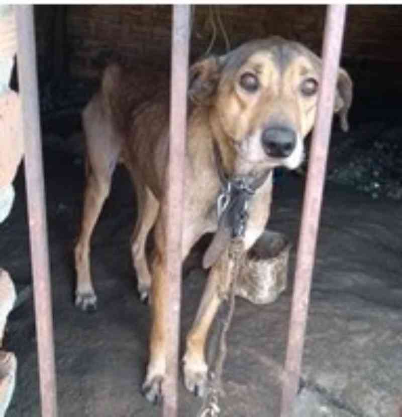 Vídeo: cãozinho vítima de maus-tratos é resgatado no Planalto Norte de SC