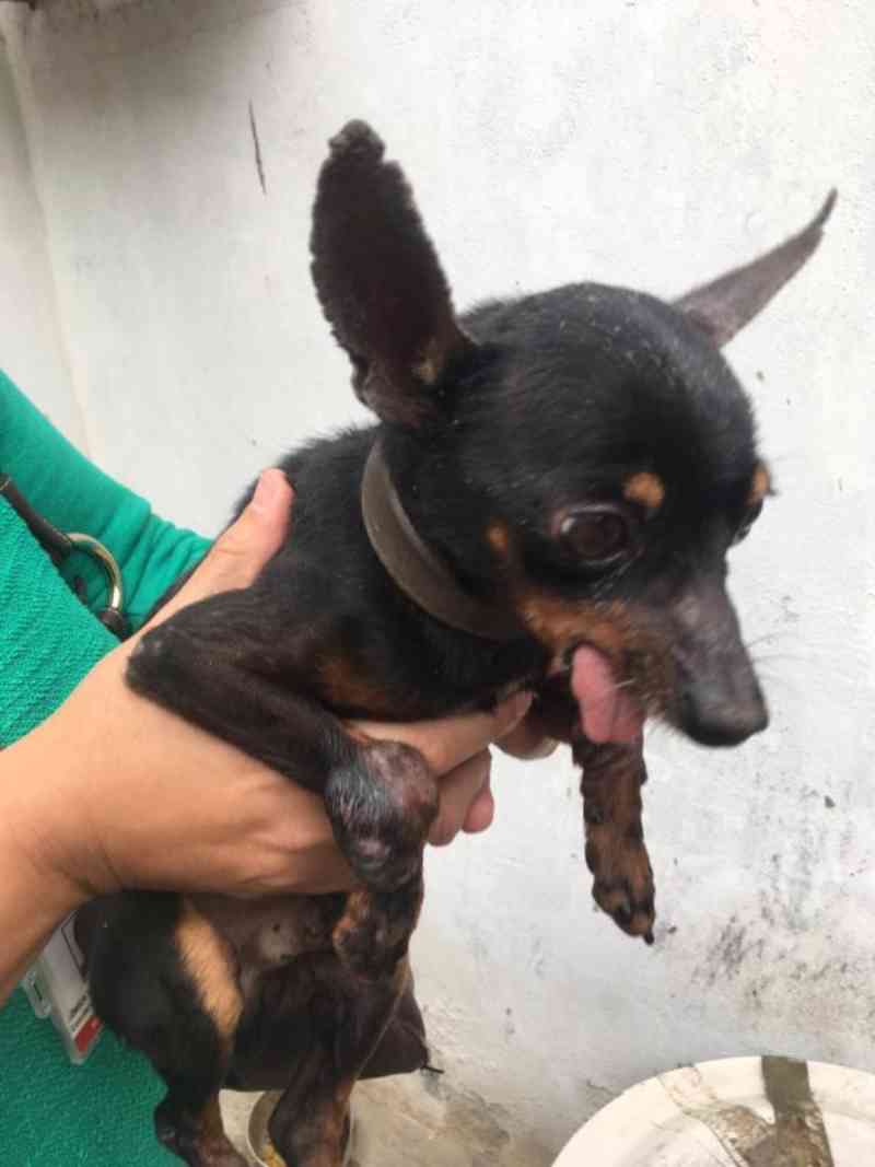 Após denúncia de maus-tratos, cães usados para reprodução são resgatados em São José, SC