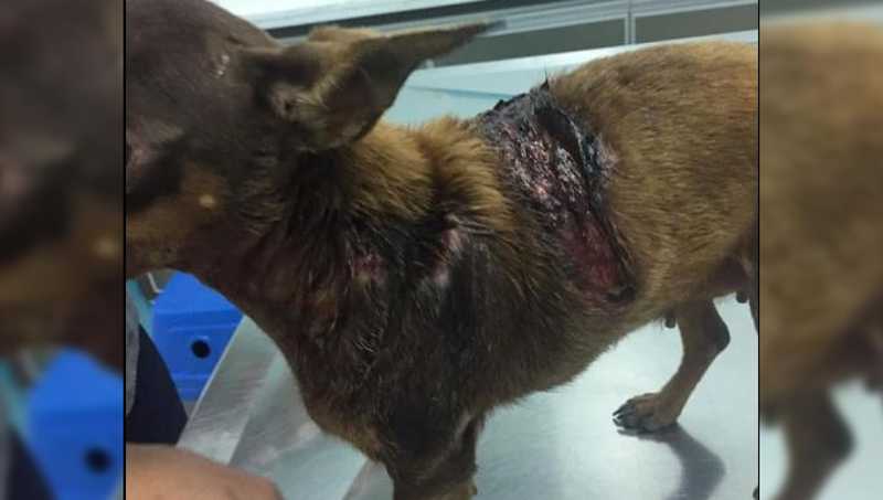 Cadela é ferida por golpes de faca e furada com espeto ao ir até o vizinho durante churrasco