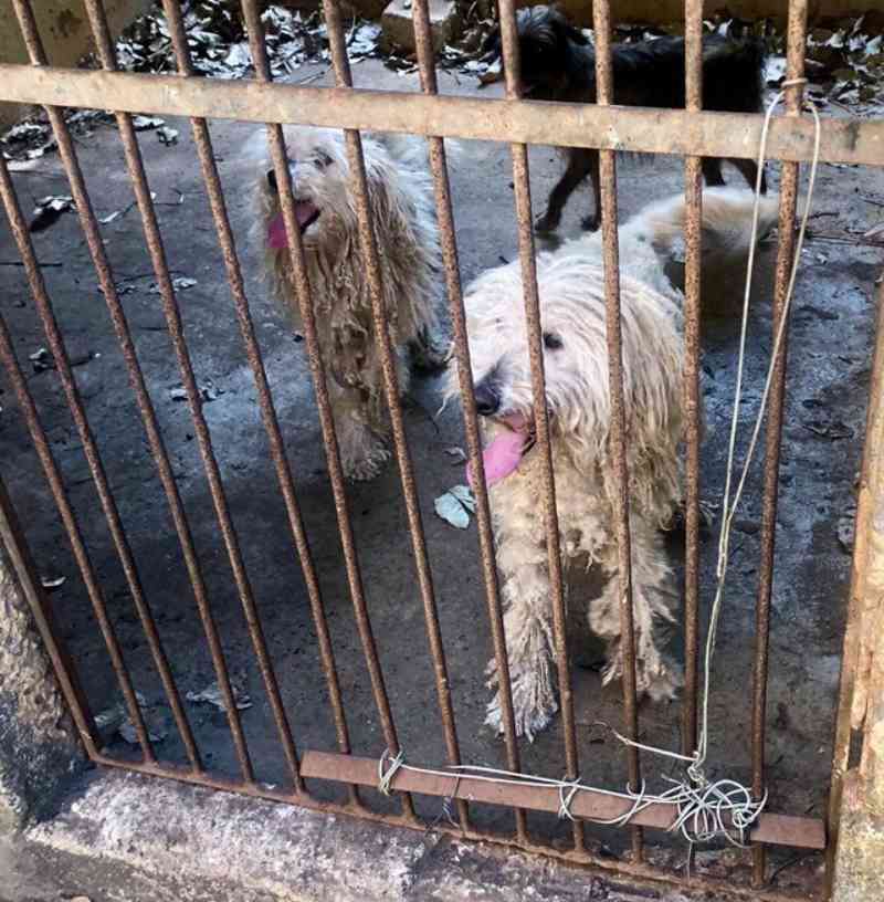 Polícia Ambiental resgata 51 animais em canil clandestino de Araras (SP) e aplica multa de R$ 249 mil