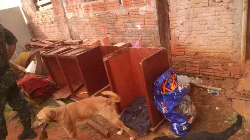 Cães mantidos por ONG são encontrados com sinais de maus-tratos em Itapeva, SP