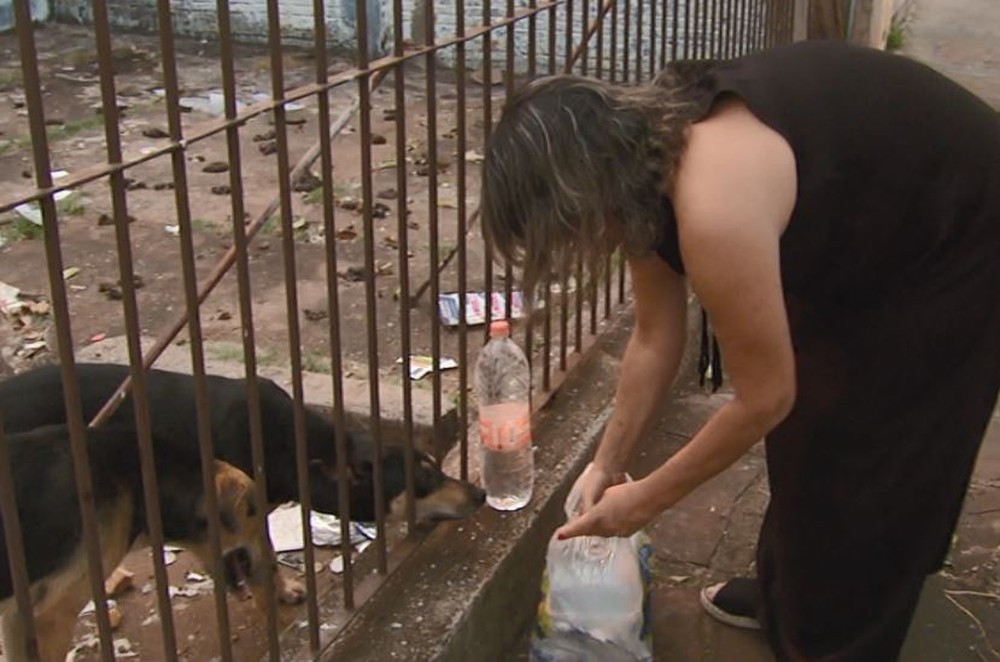 Dois cachorros estão abandonados em casa fechada e suja há 1 mês em Araraquara, SP